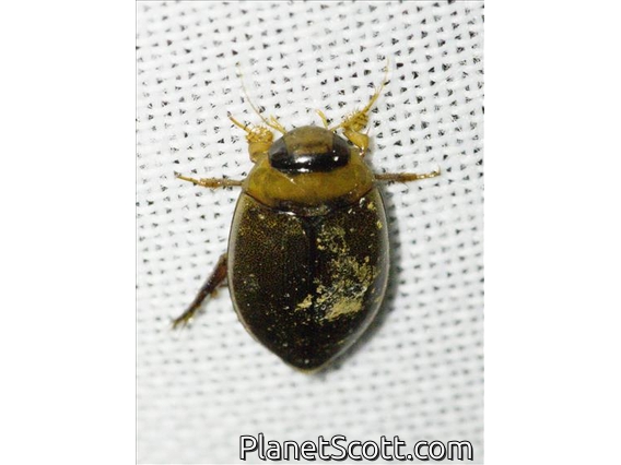 Predaceous Diving Beetle (Hydaticus pacificus)