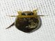 Predaceous Diving Beetle (Hydaticus pacificus)