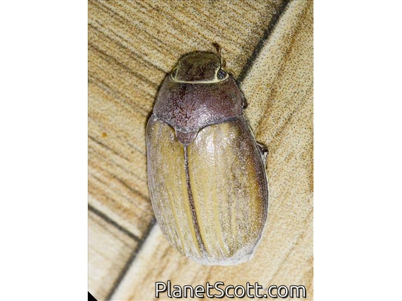 June Beetle (Lepidiota sp)