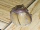June Beetle (Lepidiota sp)