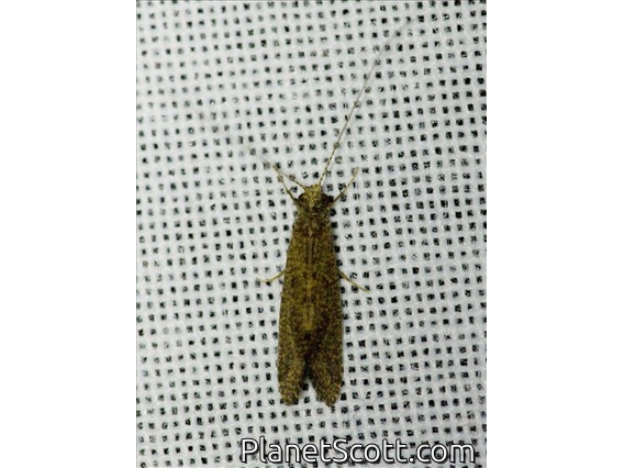 Caddisfly (Trichoptera sp)