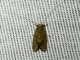 Caddisfly (Trichoptera sp)