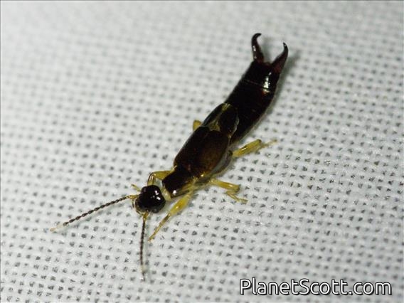 Earwig (Anisolabididae sp)