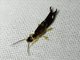 Earwig (Anisolabididae sp)
