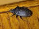 Stink Bug (Scotinophara sp)