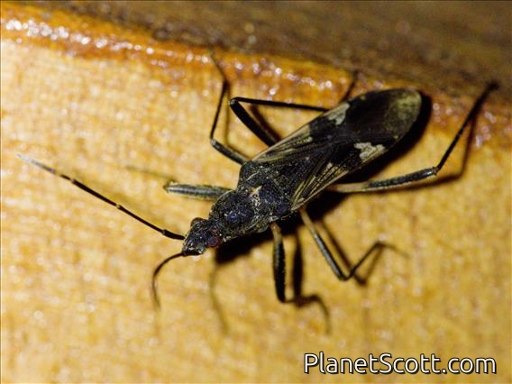 Dirt-colored Seed Bug (Metochus sp)