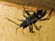 Dirt-colored Seed Bug (Metochus sp)