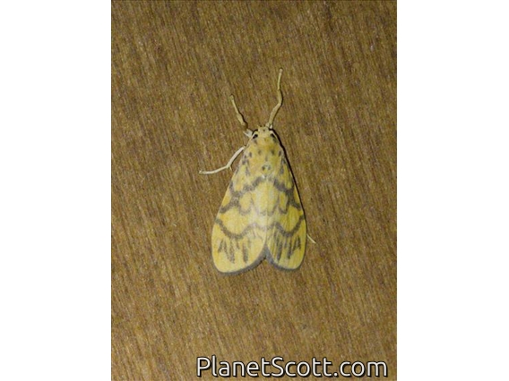 Lichen Moth (Ammatho collivolans)