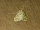 Lichen Moth (Ammatho collivolans)
