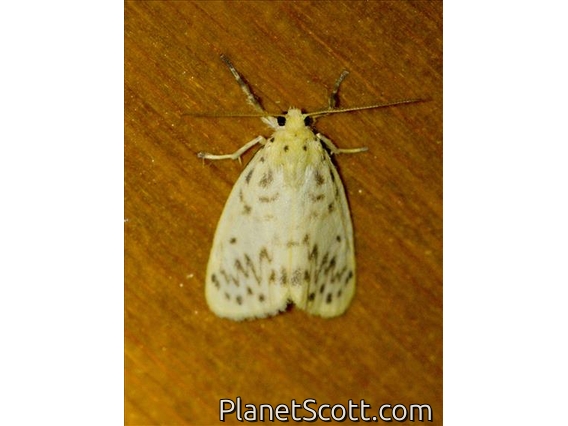 Lichen Moth (Miltochrista classeigera)