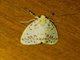 Lichen Moth (Miltochrista classeigera)