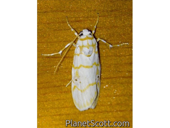 Tiger Moth (Cyana martinii)