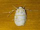 Tiger Moth (Cyana martinii)
