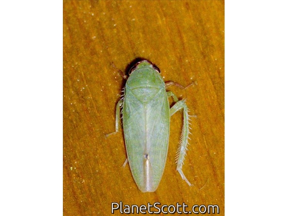 Leafhopper (Krisnini sp)
