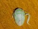 Leafhopper (Krisnini sp)