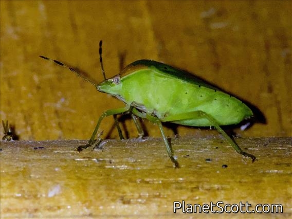 Stink Bug (Nezara sp)
