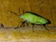 Stink Bug (Nezara sp)