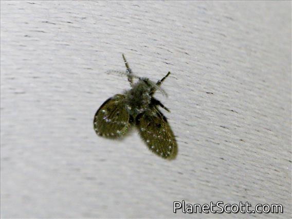 Bathroom Moth Fly (Clogmia albipunctata)