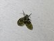Bathroom Moth Fly (Clogmia albipunctata)
