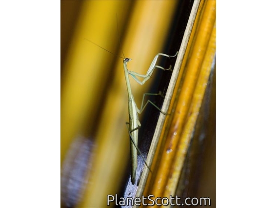 Asian Jumping Mantis (Statilia maculata)
