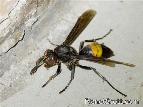 Banded Paper Wasp (Polistes sagittarius)