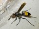 Banded Paper Wasp (Polistes sagittarius)