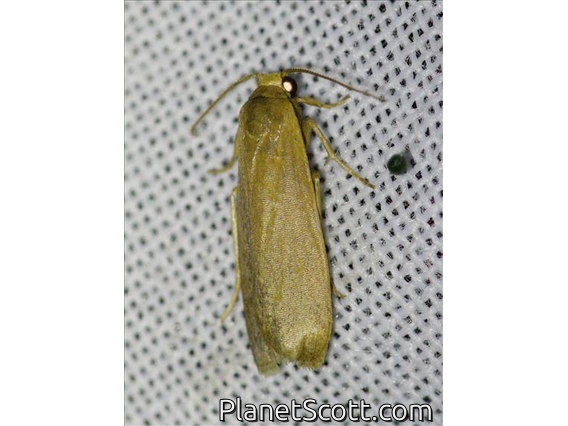 Lichen Moth (Lithosiina sp)