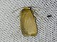 Lichen Moth (Lithosiina sp)