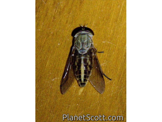 Horse Fly (Tabanus sp)