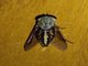 Horse Fly (Tabanus sp)