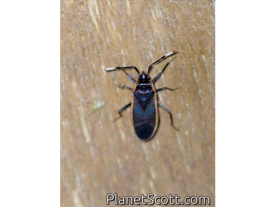Bordered Plant Bug (Delacampius sp)