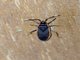 Bordered Plant Bug (Delacampius sp)