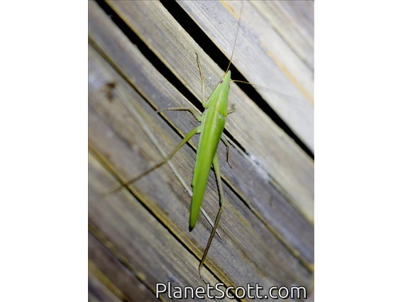 Conehead (Copiphorini sp)