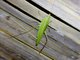 Conehead (Copiphorini sp)