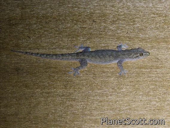 Asian House Gecko (Hemidactylus frenatus)