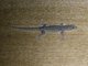 Asian House Gecko (Hemidactylus frenatus)
