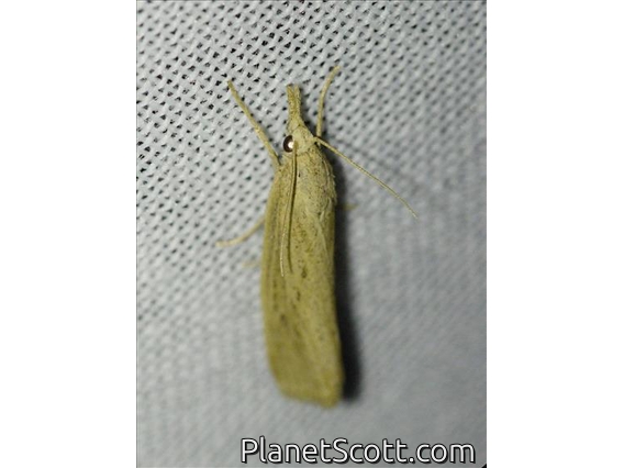 Crambid Snout Moth (Crambidae sp)