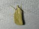 Crambid Snout Moth (Crambidae sp)