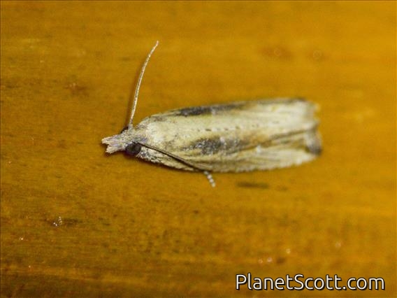 Tortricid Moth (Olethreutini sp)
