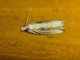 Tortricid Moth (Olethreutini sp)