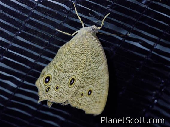 Common Evening Brown (Melanitis leda)