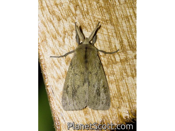 Cutworm Moth (Noctuidae sp)