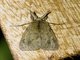 Cutworm Moth (Noctuidae sp)