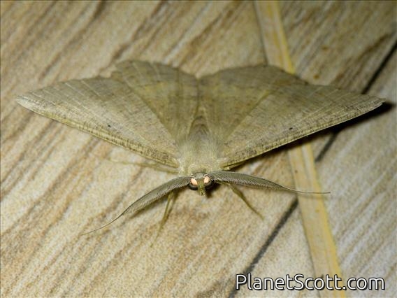 Geometer Moth (Ennominae sp)