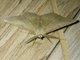 Geometer Moth (Ennominae sp)