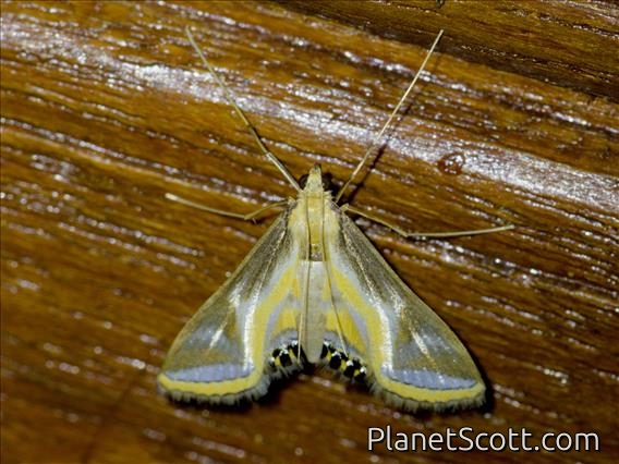 Crambid Snout Moth (Eoophyla sp)