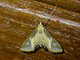 Crambid Snout Moth (Eoophyla sp)