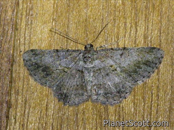 Geometer Moth (Psilalcis sp)