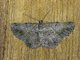 Geometer Moth (Psilalcis sp)