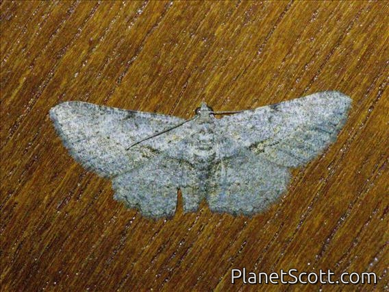 Geometer Moth (Psilalcis sp)